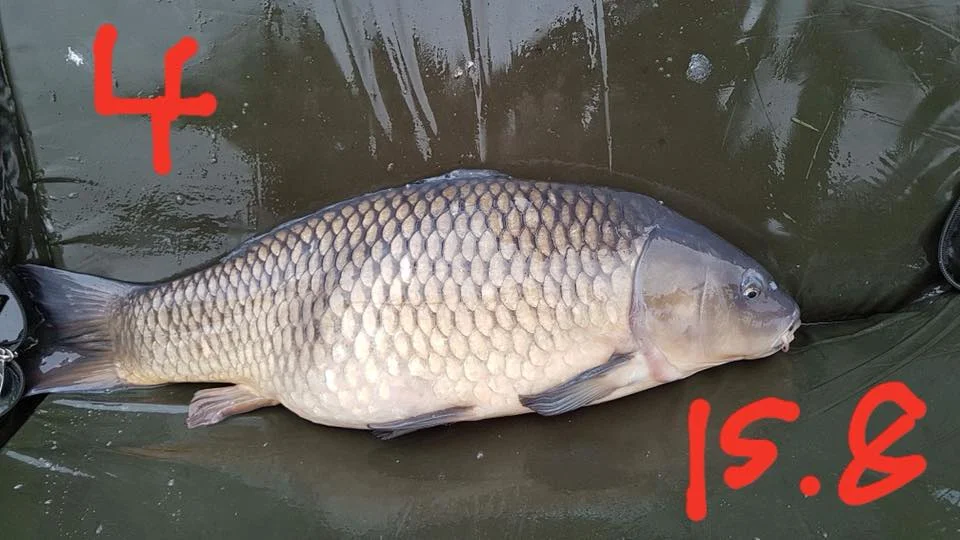 24232423_10212877503565770_7683973335441696865_n.jpg
