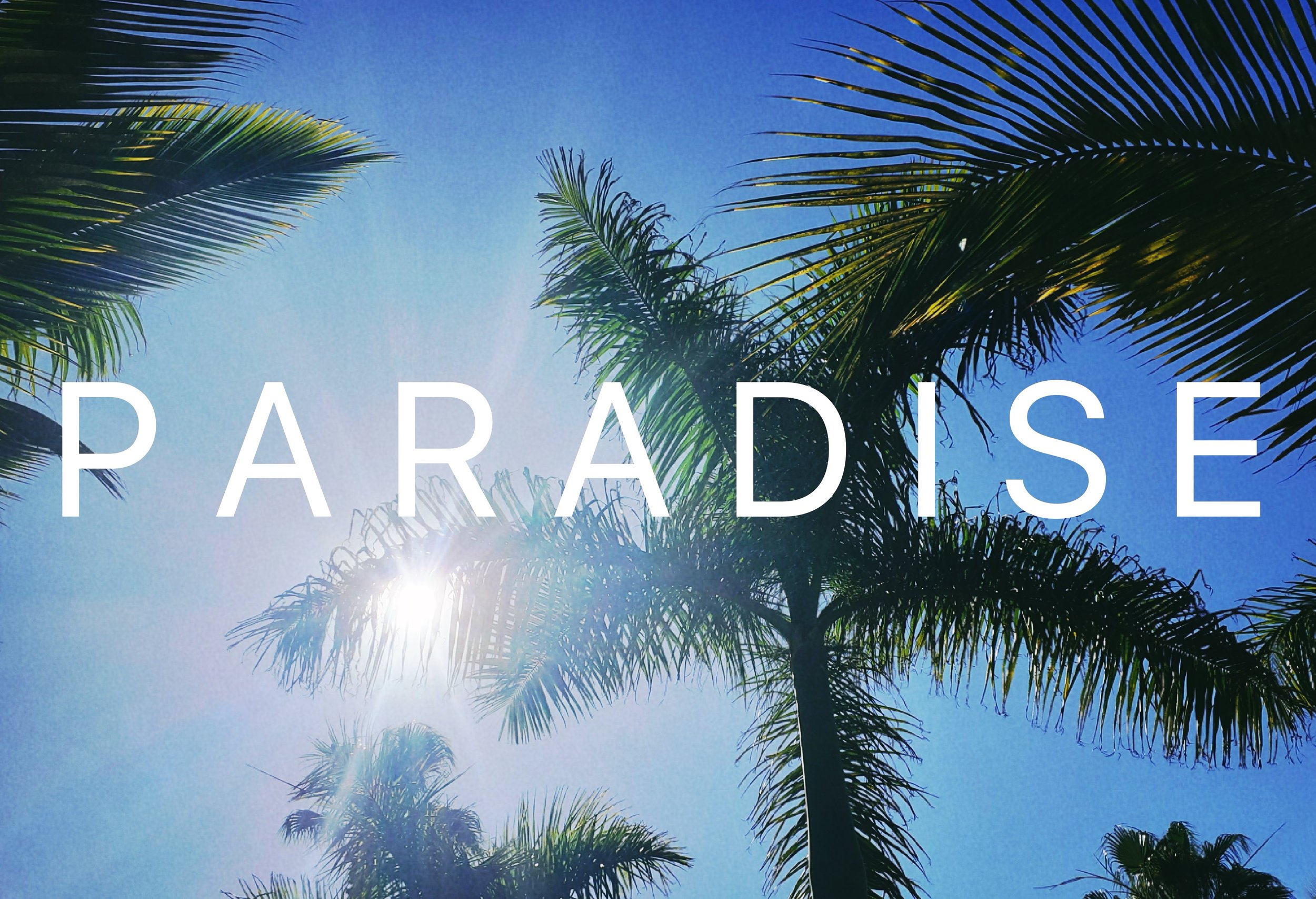 PARADISEpalms2.jpg