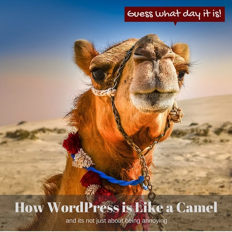 WordPress is Like A Camel, Awkward and Prickly