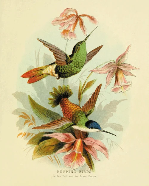 SEO, Google Hummingbird and Conversational Search Algorithm