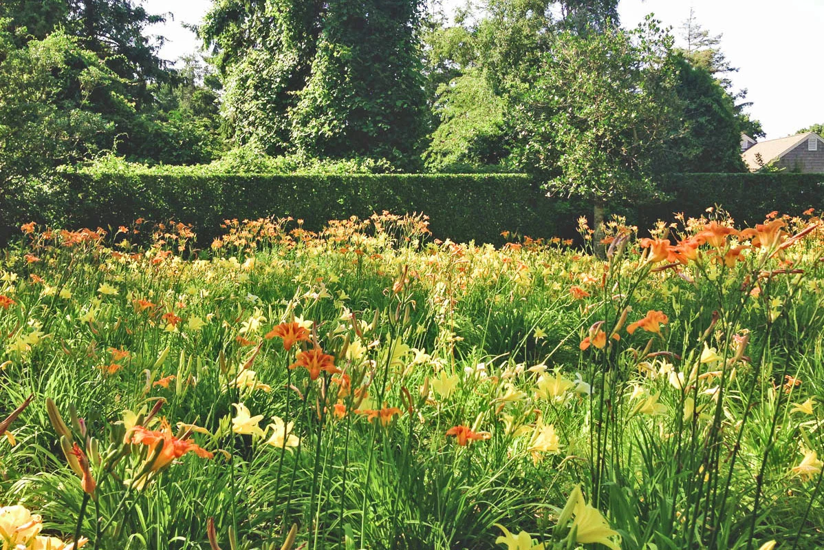 The Lily Field, Sustainable Landscape on Cape Cod, MA