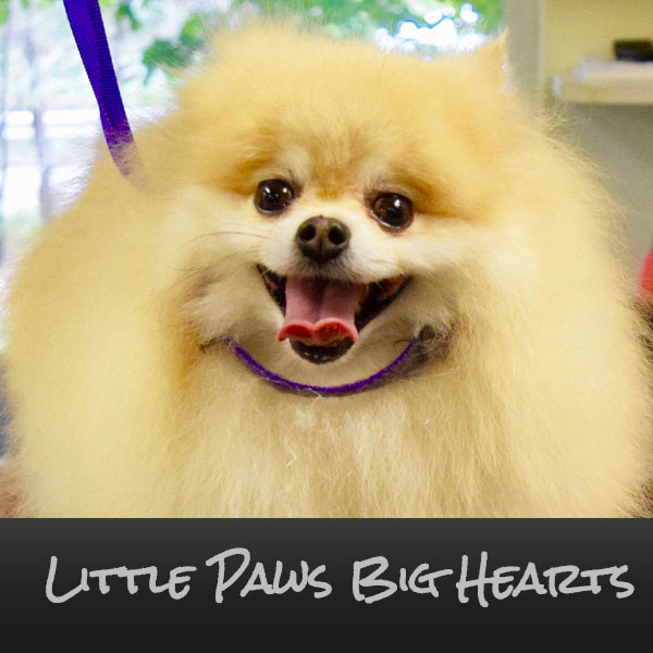 Little Paws, Big Hearts Pekingese Rescue