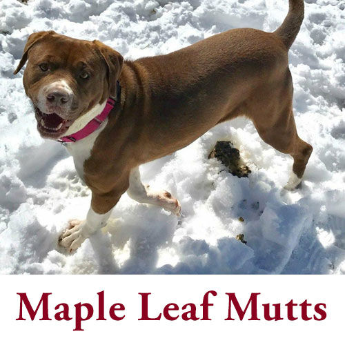 maple-leaf-mutts.jpg