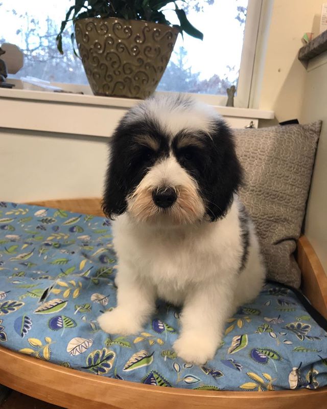 Dog of the Day, Balboa! Polish Lowland Sheepdog puppy!!!! 🐾💕❤️💚💛💙