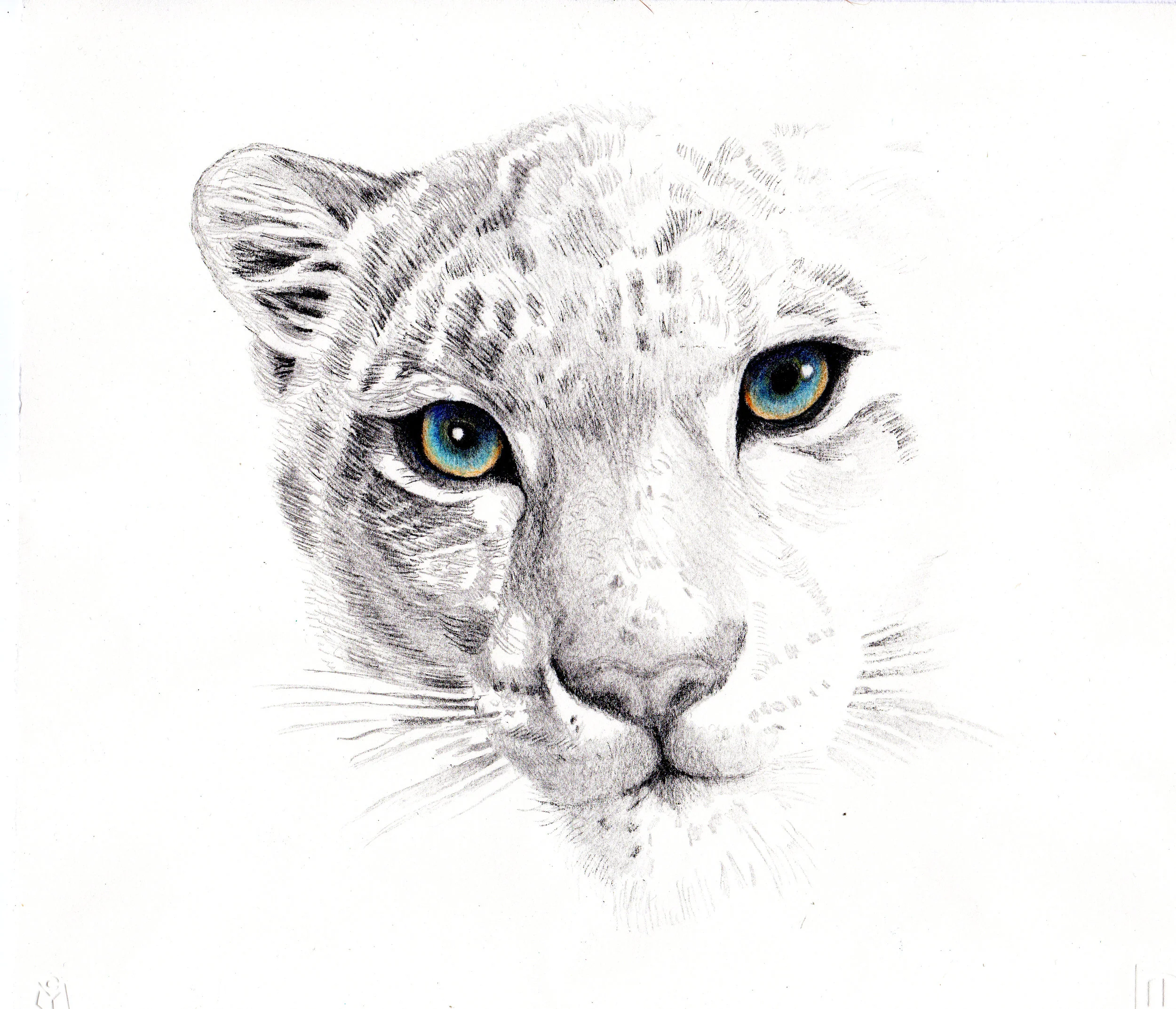 Vanishing Snow Leopard 2-3.jpg