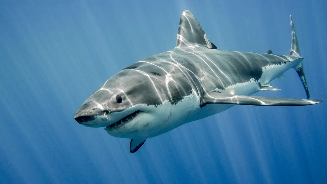 Shark