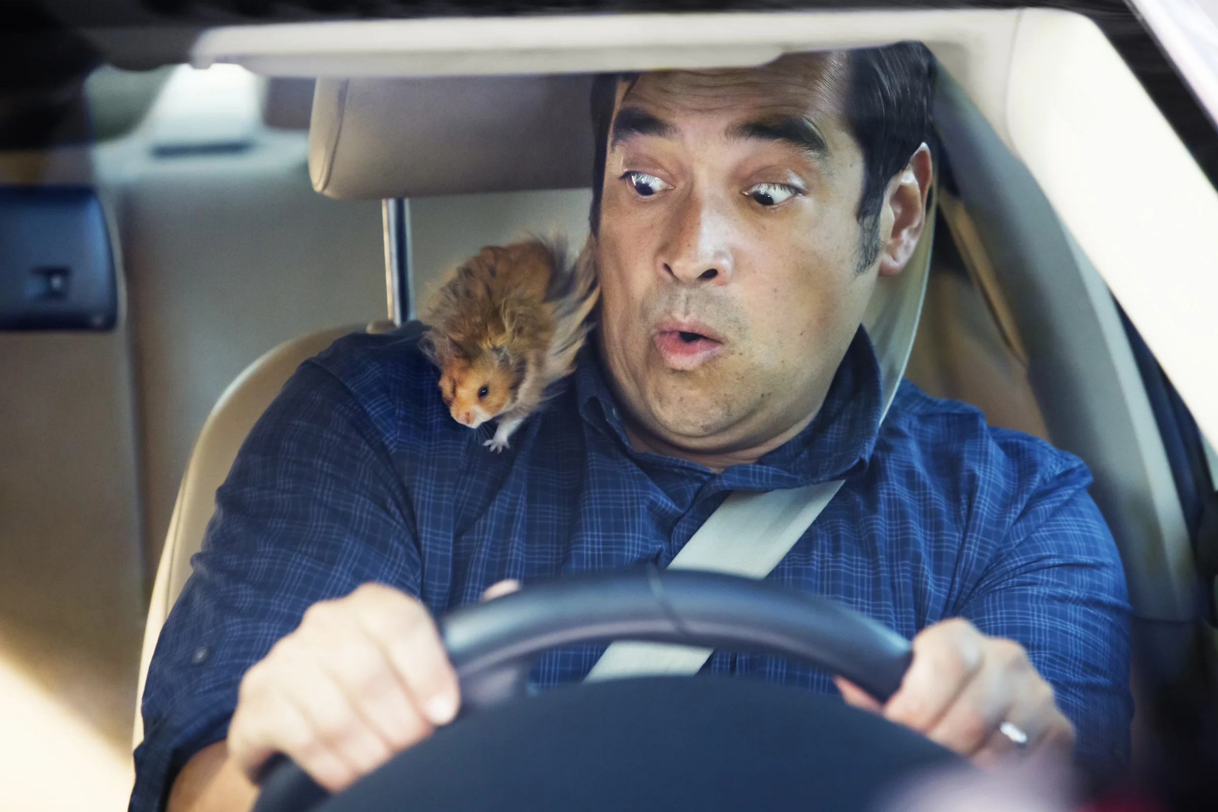 Hamster.jpg