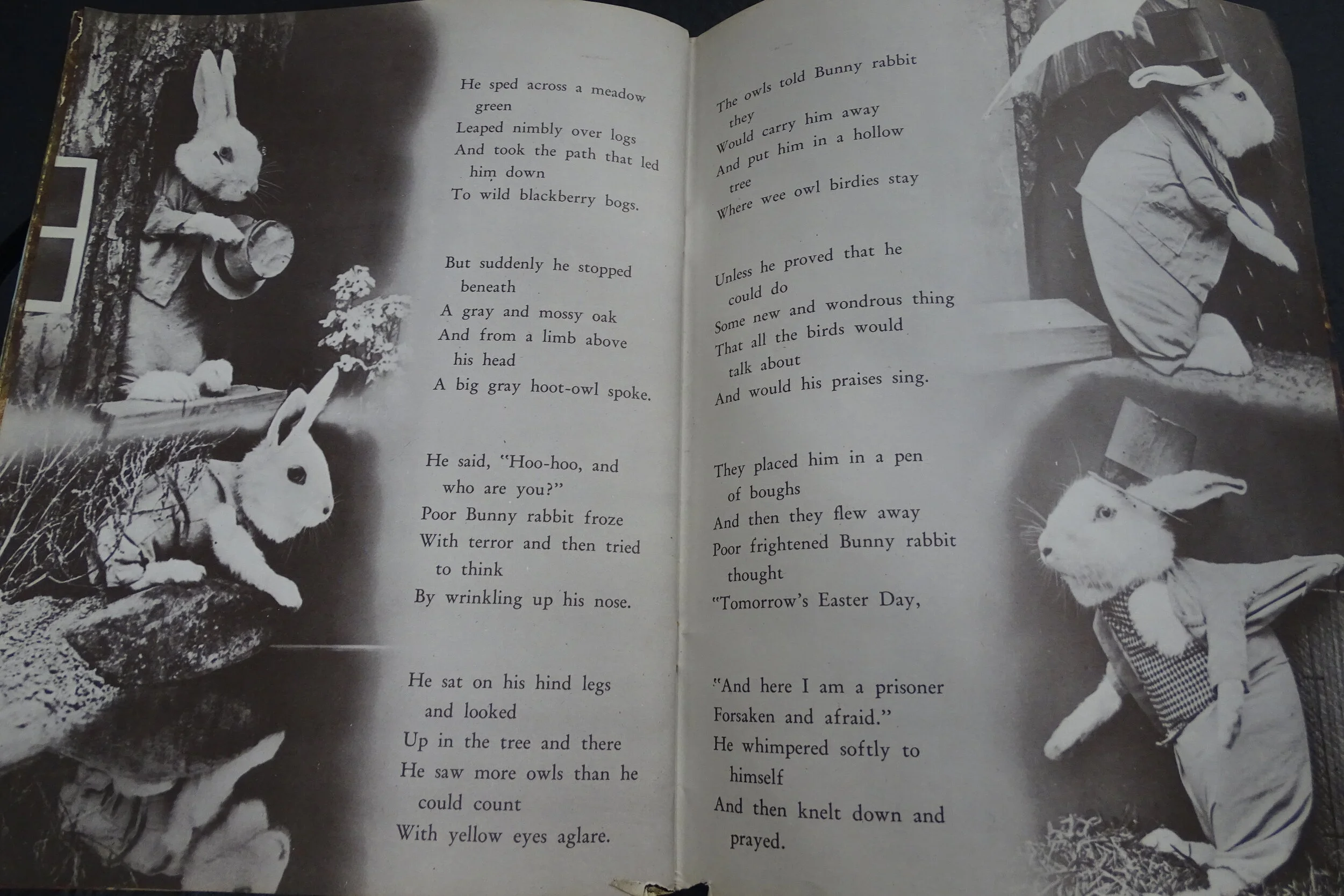 LOUISALLISBOOKBUNNIES.JPG