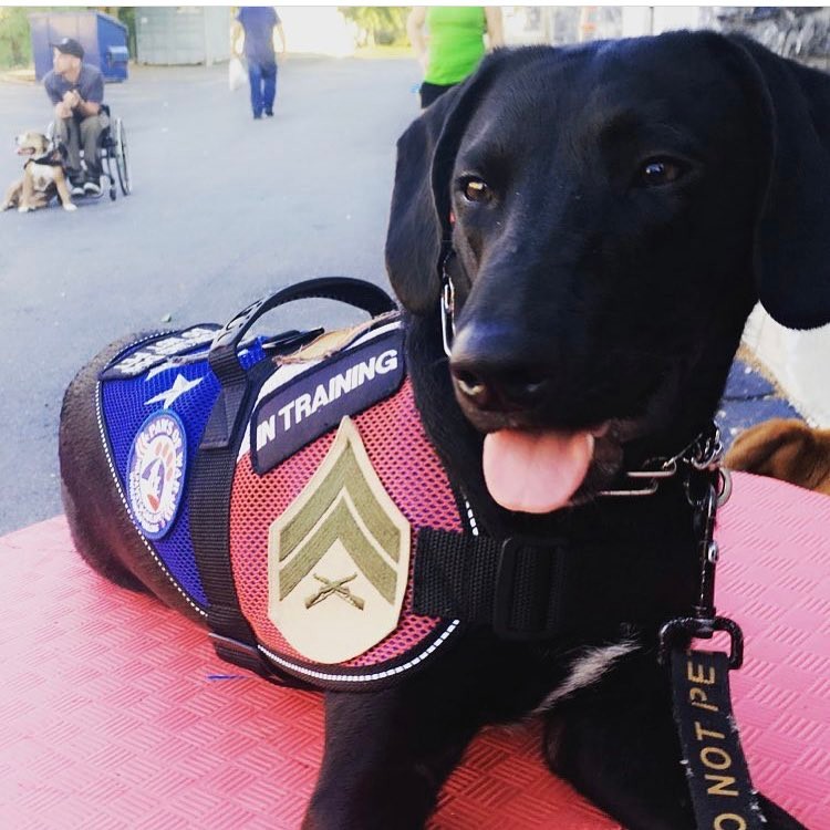 Tbi service store dog training