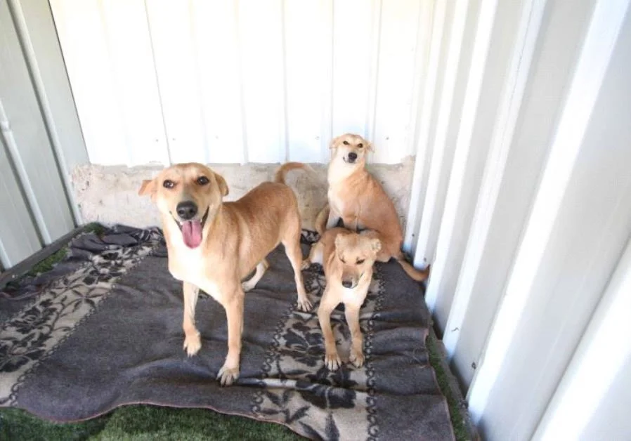 Dog Shelter 1.jpg