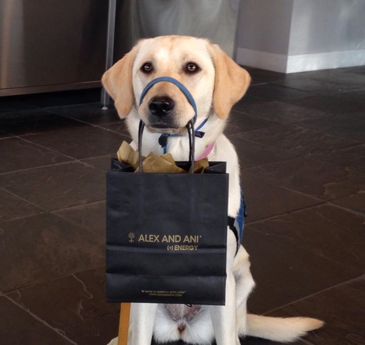 DebbieServiceDog.jpg