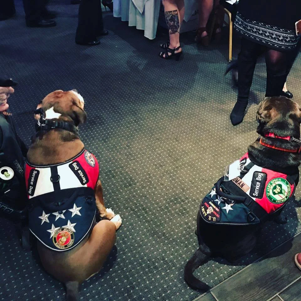 Paws of War 2.jpg