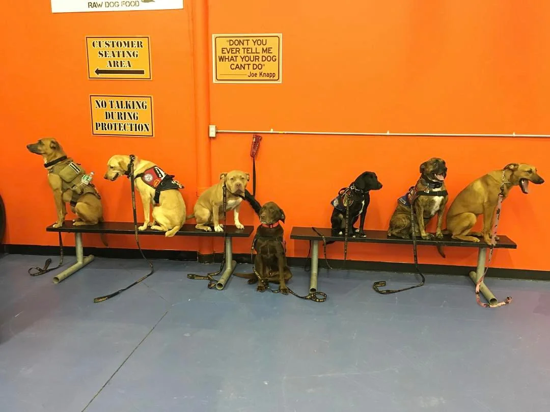 Paws of War 5.jpg