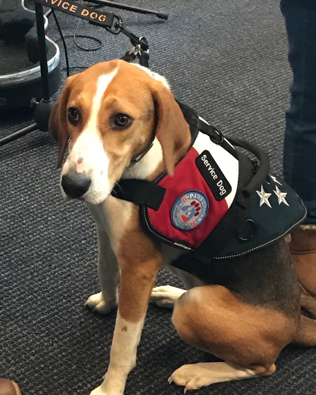 Monthly Gift Each of our dogs costs between $10,000 & $25,000 to rescue, house, medically care for, feed and train. We rely solely on the support of the community and receive no help from the government. Your donation today will make a major difference in the lives of our veterans and their dogs.