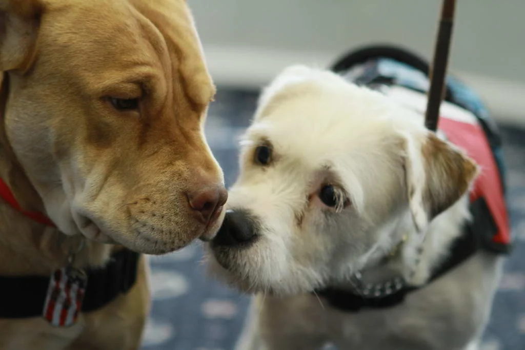 sahara and maggie.jpg