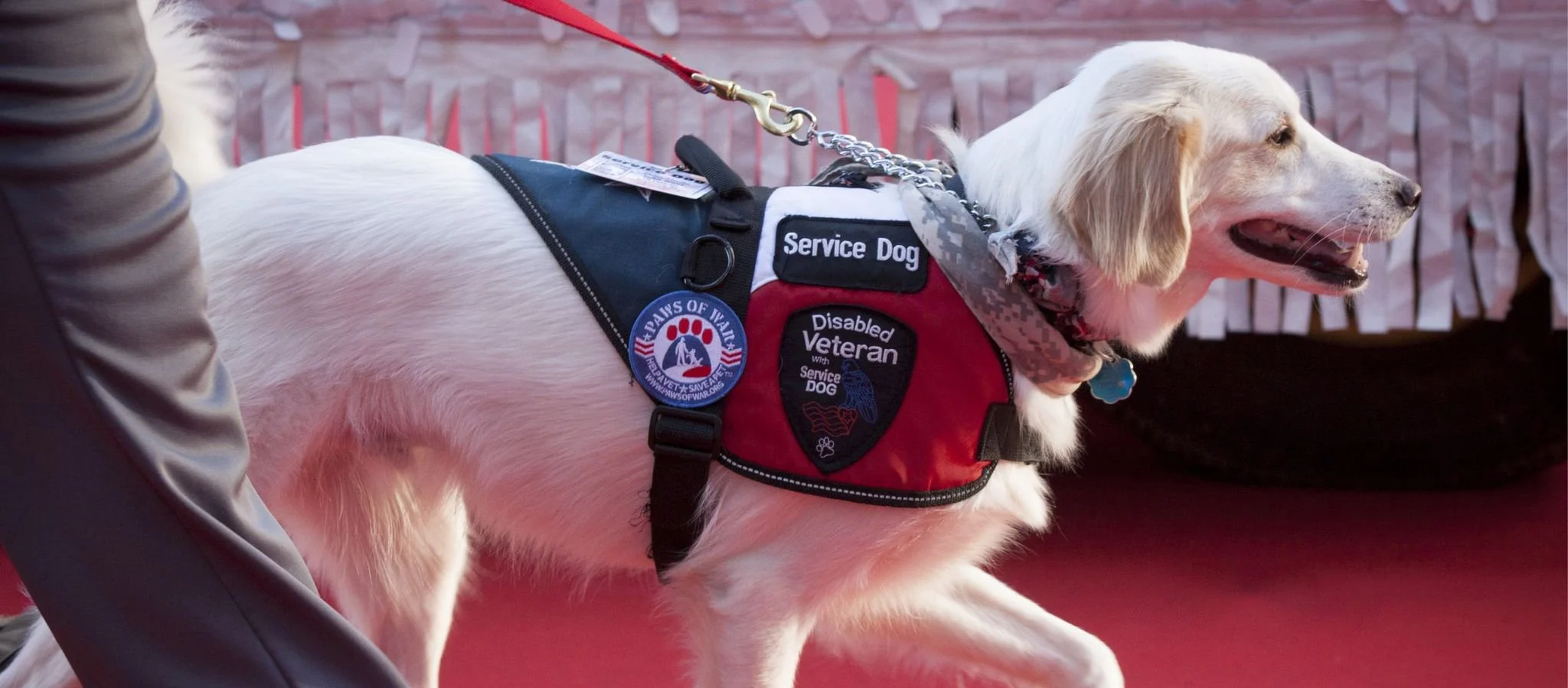 Service Dog cover.jpg
