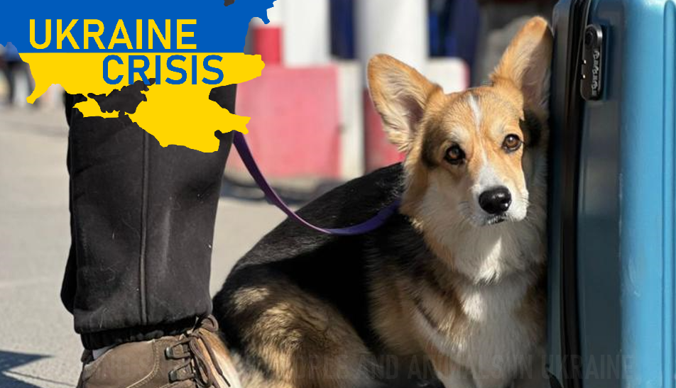 Ukraine Rescue — Paws of War