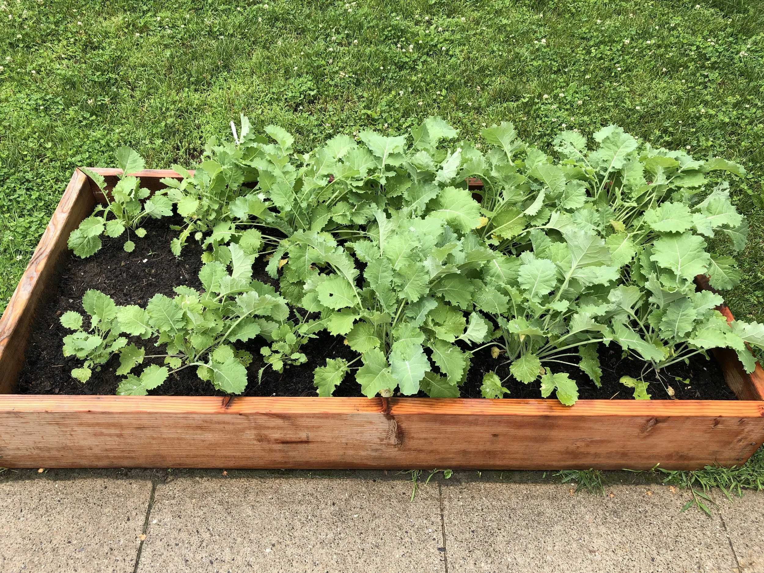 Kale grows happy at the Scarborough Church