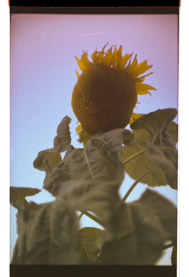 “sunflower w/ vendetta” (c) Phil Provencio
