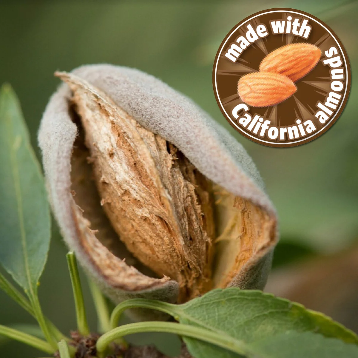 California almonds.jpg