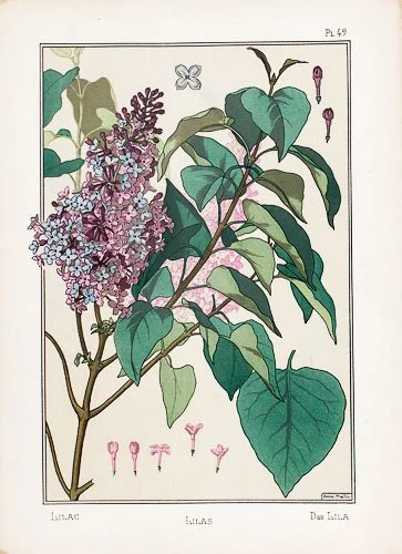 lilac grasset.jpg