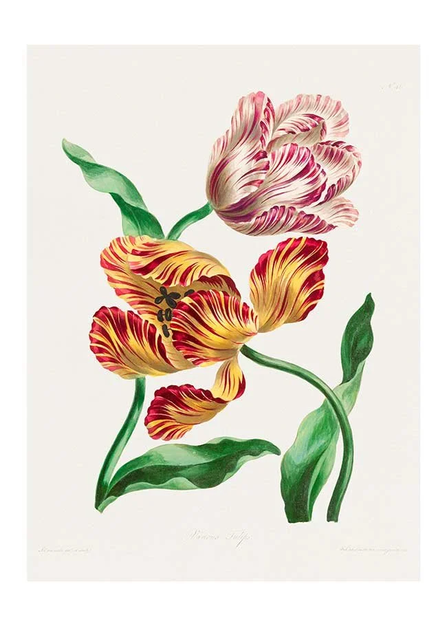 Various-Tulips-by-John-Edwards-Print.jpg