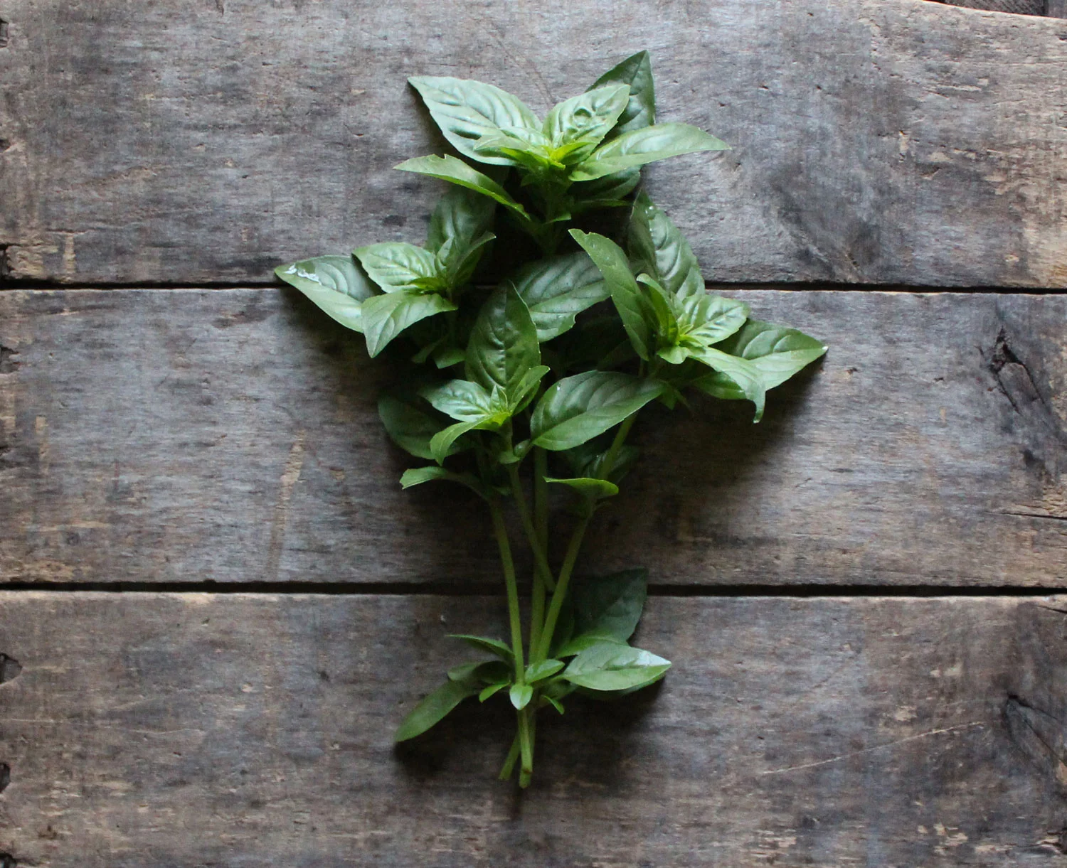 basil-1.jpg