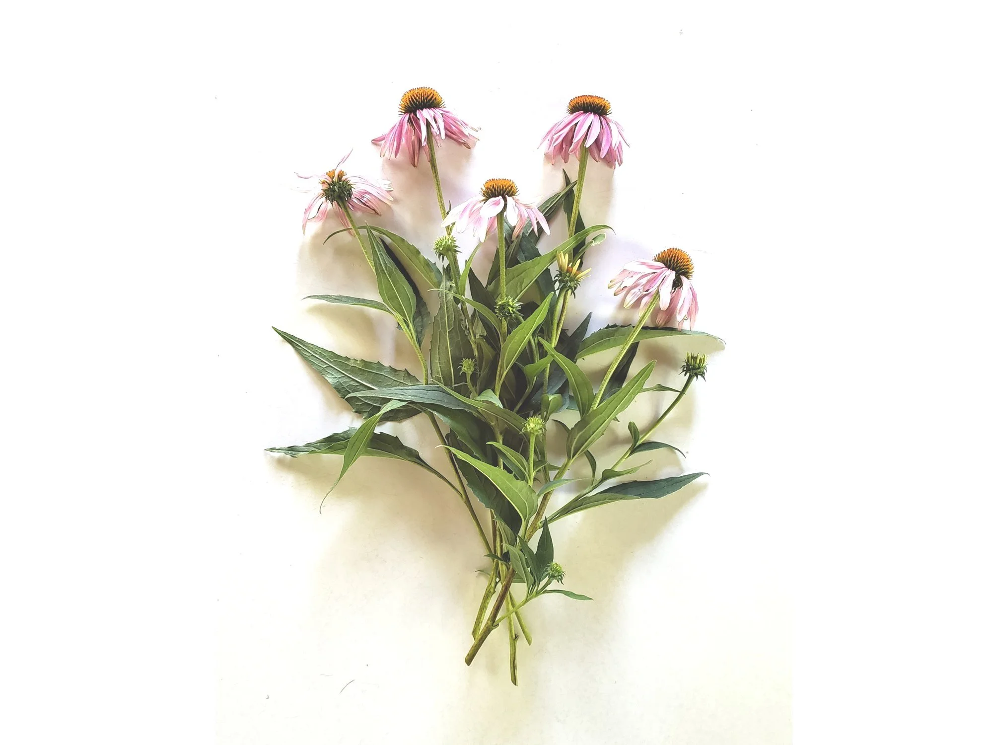 Heirloom Echinacea Seeds, organically grown  THE KIRK ESTATE