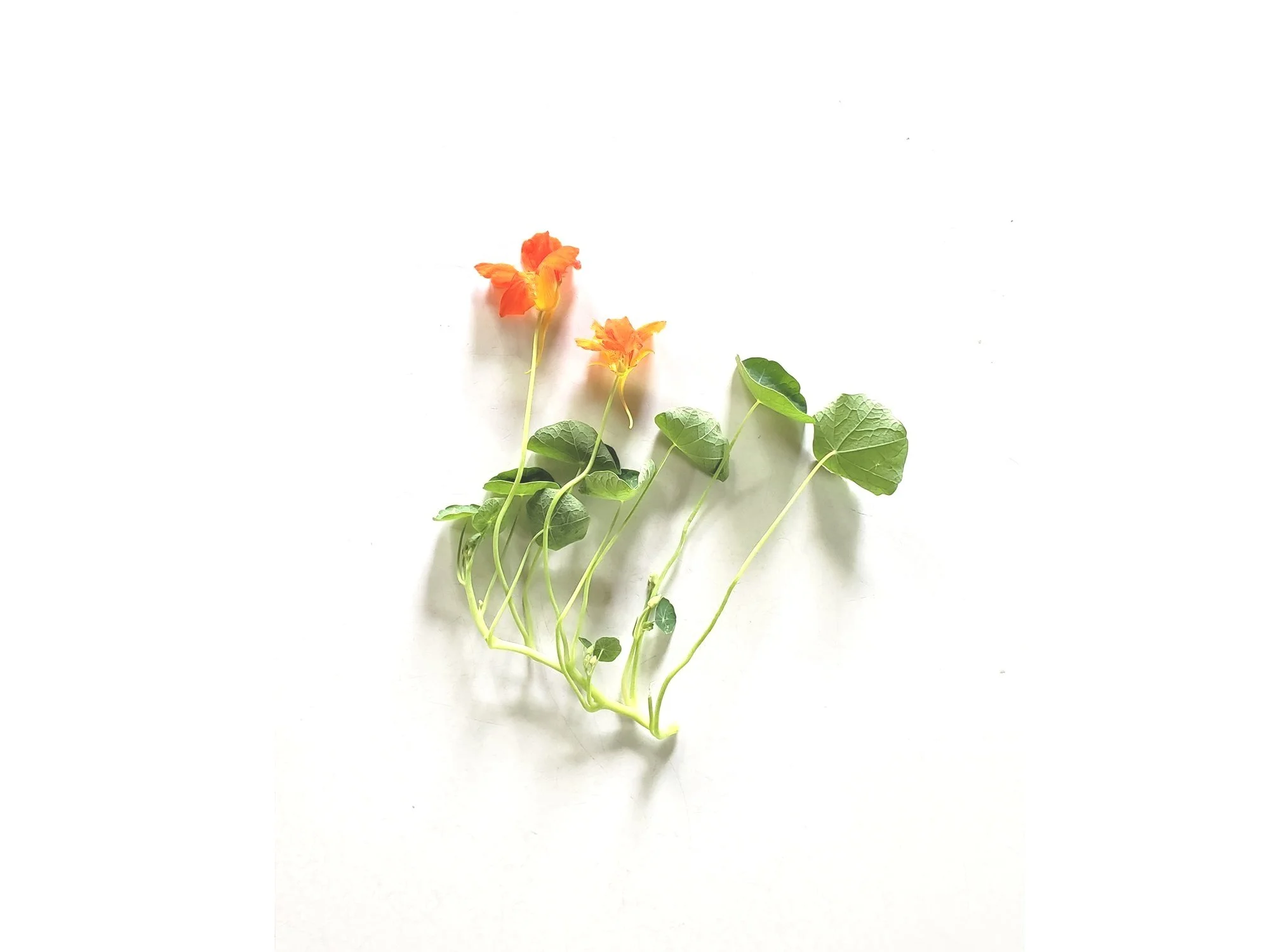 succulent plants in white pots Mini Plant Set of 3 with Pot