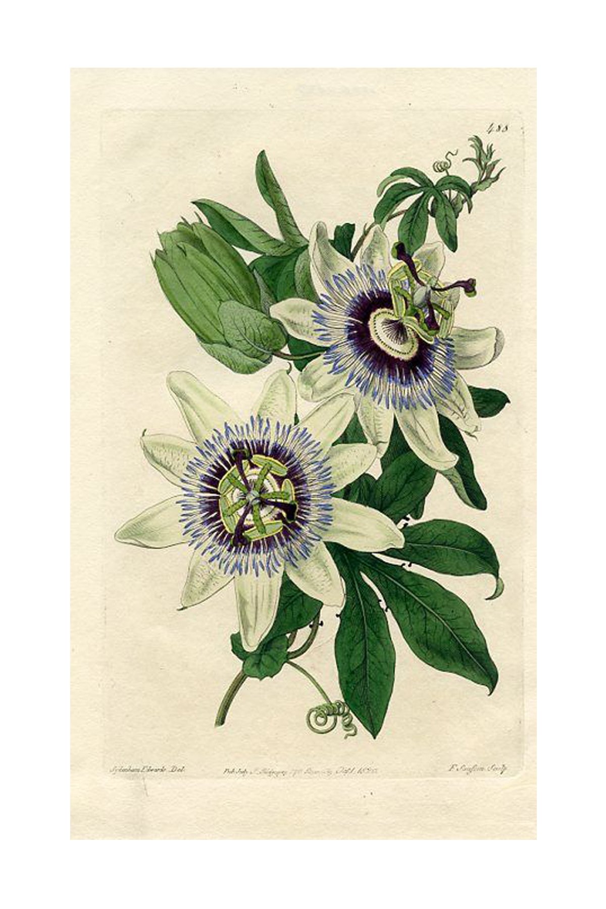 passionflower.jpg