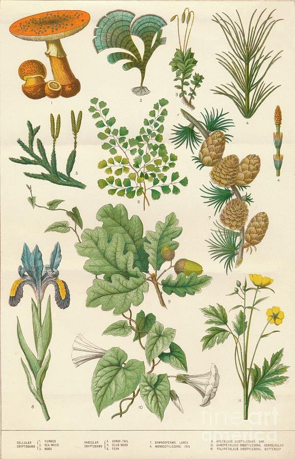 botanical-illustration-print-collector.jpg