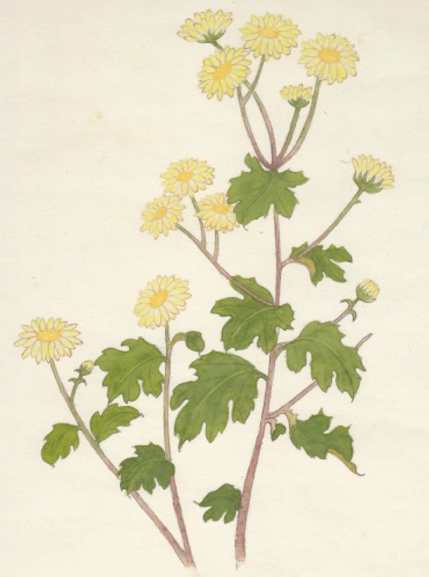 Drug-plant-Chrysanthemum-Original-artwork-by-Qiang-Gao.png