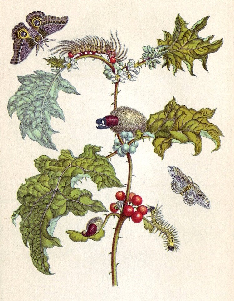 botanical-illustration-2.jpg