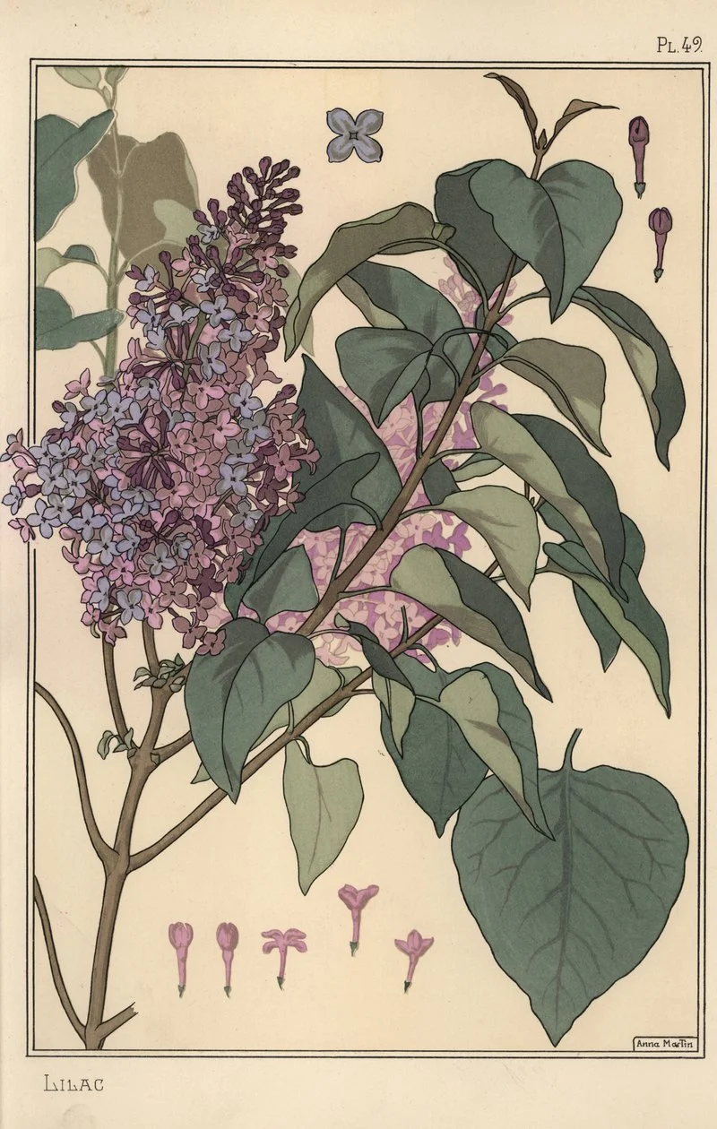 Eugene_Grasset_-_Lilac_botanical_study_-_(MeisterDrucke-1035091).jpg