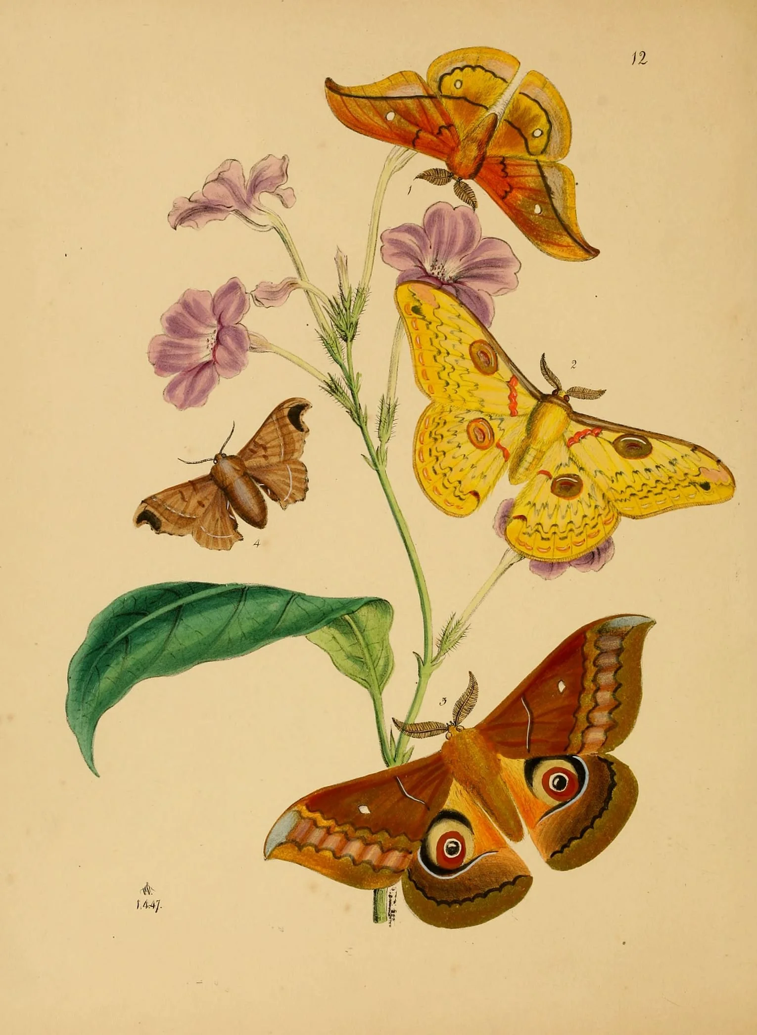 Animal-Insect-Butterfly-Rare-Book-Oriental-Entymology-4.jpg
