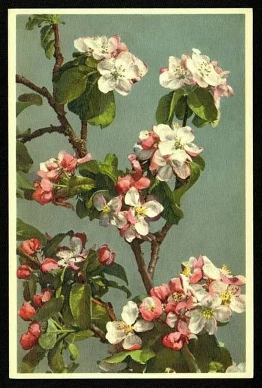 apple blossoms.jpg