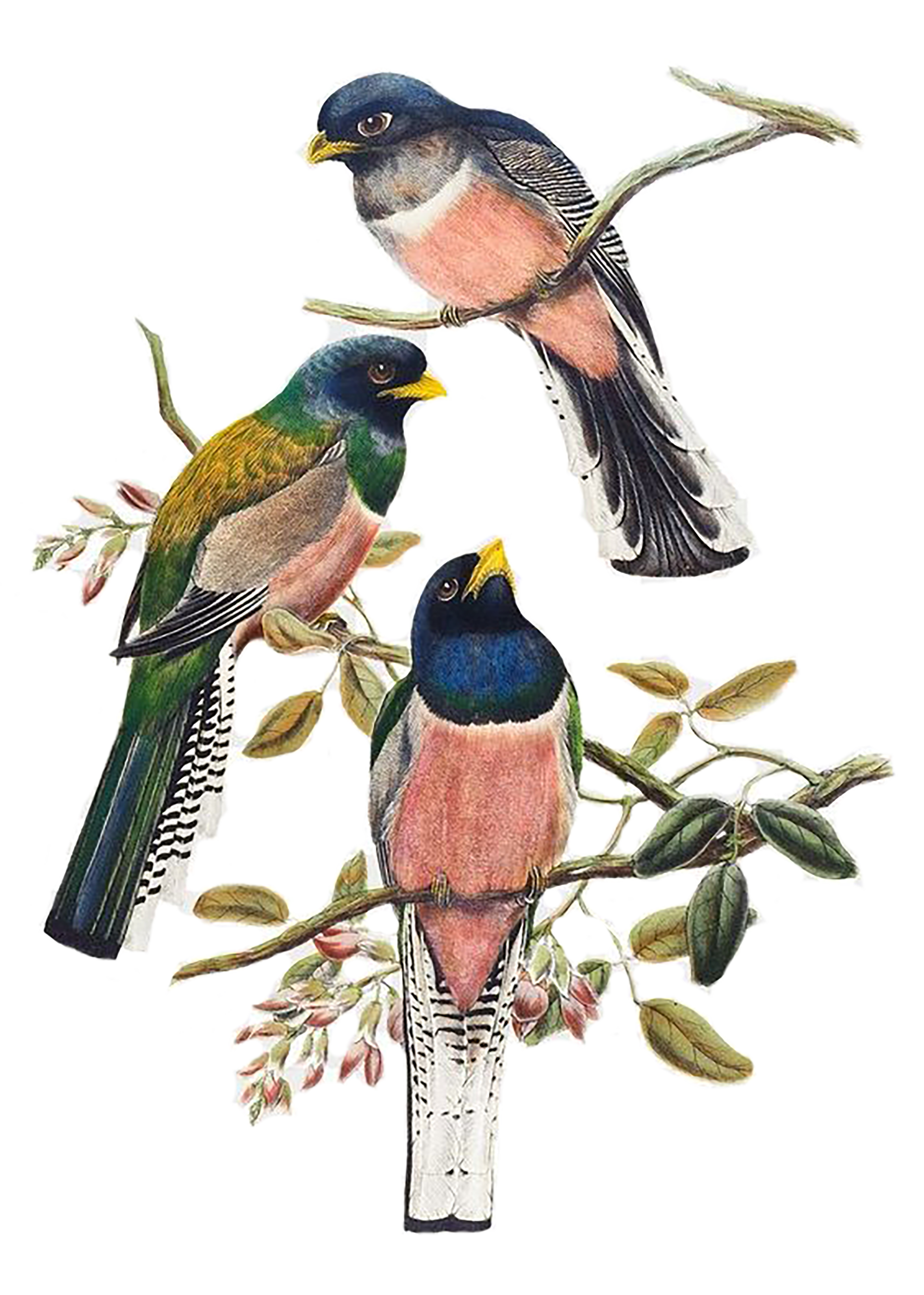 bird 2.png