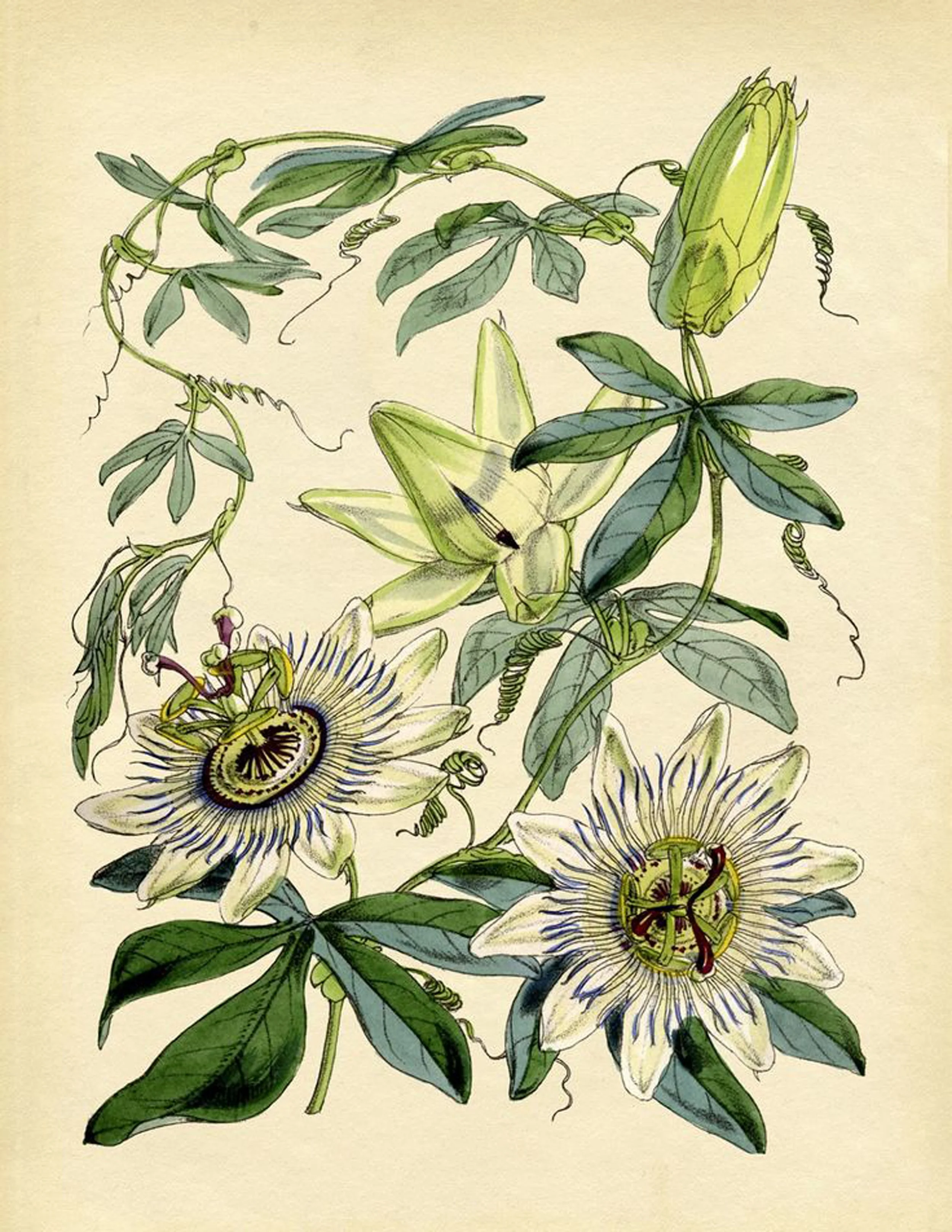 7e269ea455b82524553fd801d96d0cf8--botanical-flowers-botanical-prints.jpg