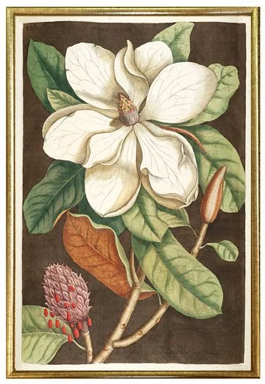 magnolia-laurel-tree-catesby-antique-botanical-prints-museum-outlets.jpg