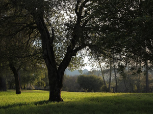 underoak3_waifu2x_photo_noise0_scale_tta_1.png