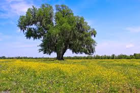 tree.jpeg