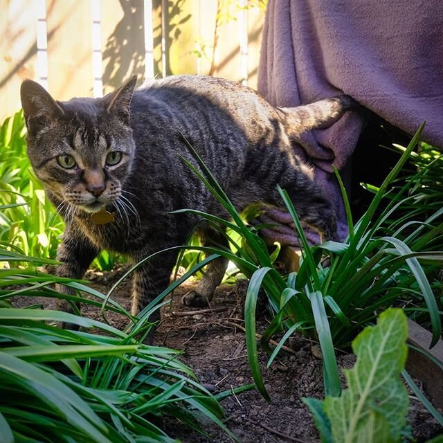 The final instalment of our Holy Week and Easter photo project. Sorry for the delay, don't worry everybody, He's Risen!

Here is Fiddlesticks in Easter Sunday
