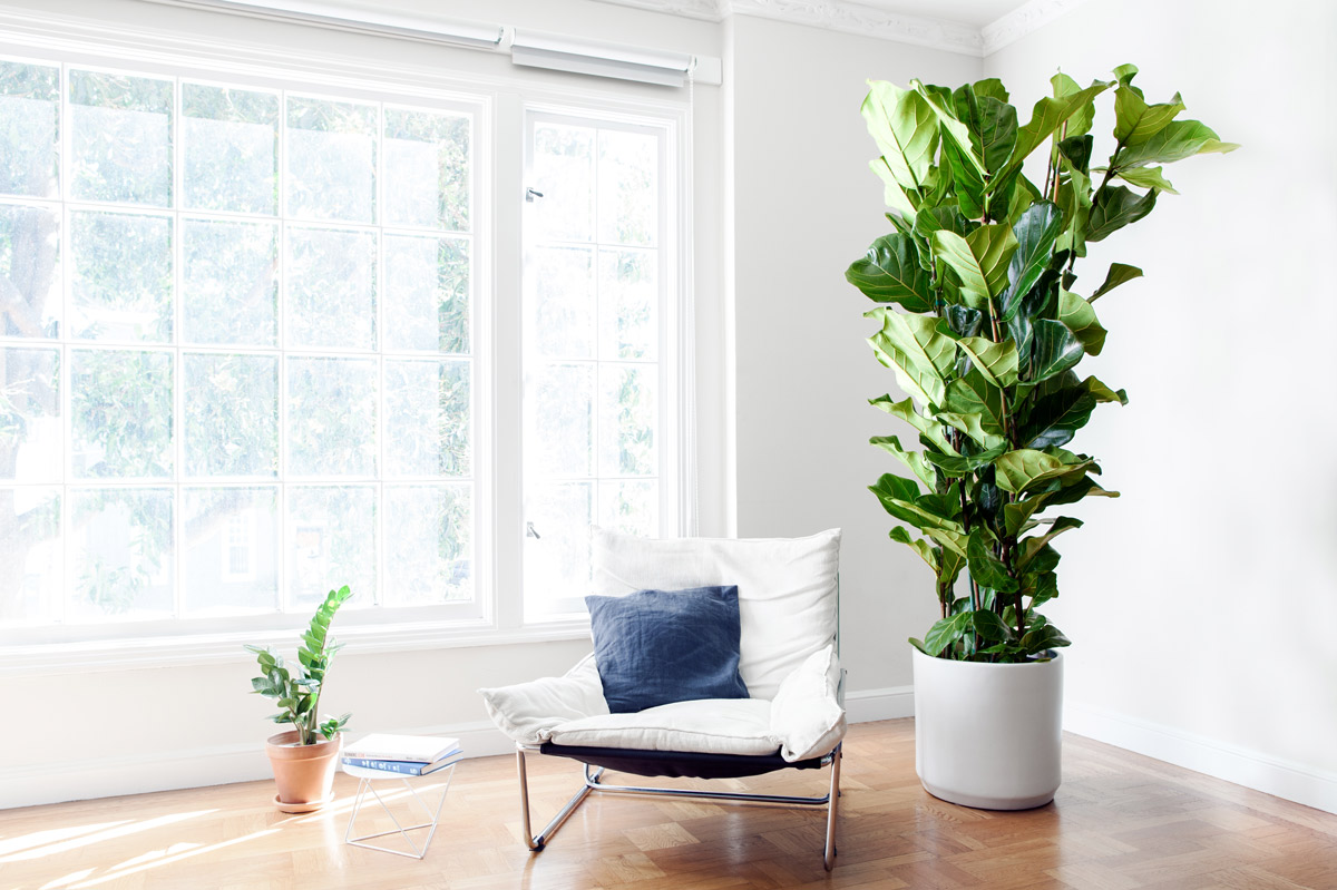 How the Fiddle-Leaf Fig Became the Year's Must-Have Plant — Plant Care ...