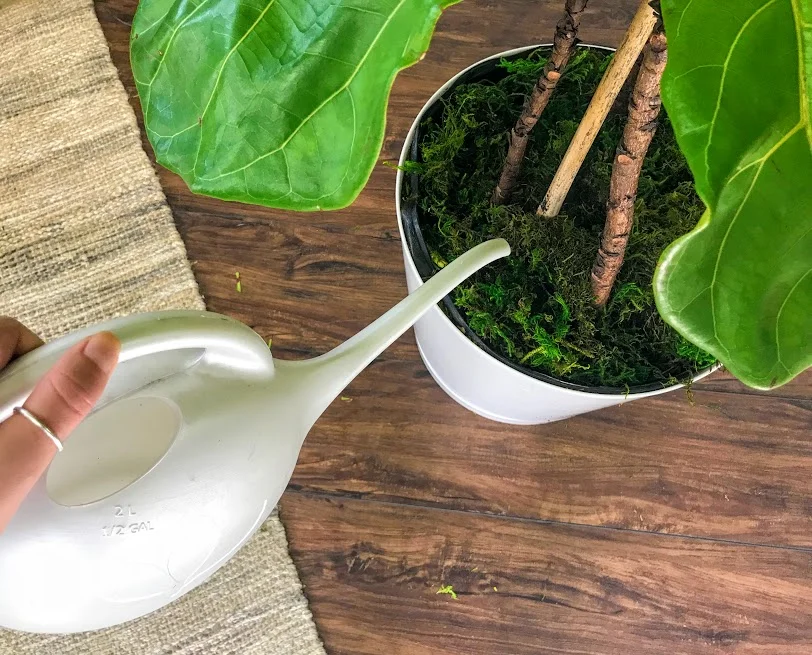 drinkplants.jpg