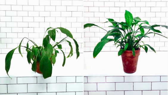 Photo by: Léon & George of a Peace Lily before and after shower time.