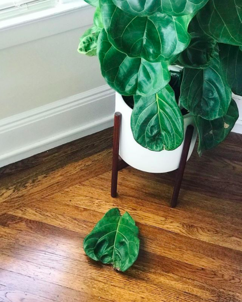 The Fiddle Leaf Fig can be especially prone to losing its leaves.