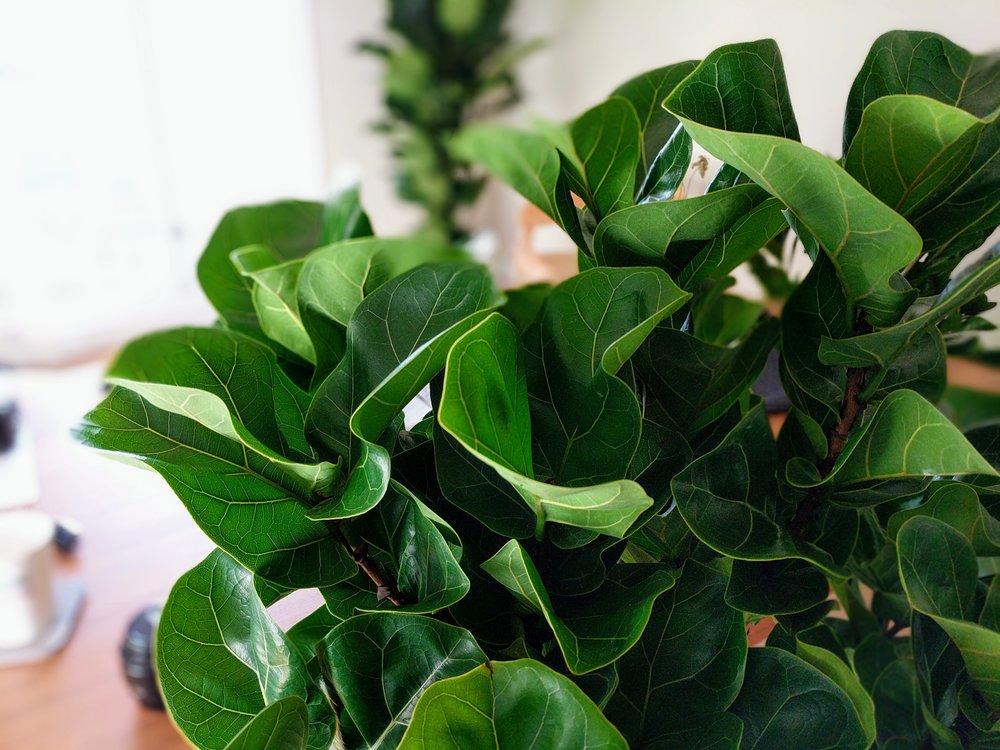 Bermad moderat diktator Choosing the Best Soil for Your Fiddle Leaf Fig — Plant Care Tips and More  · La Résidence