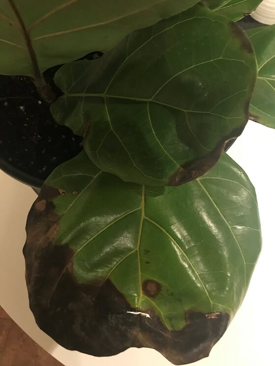 Photo by fiddleleaffigplant.com