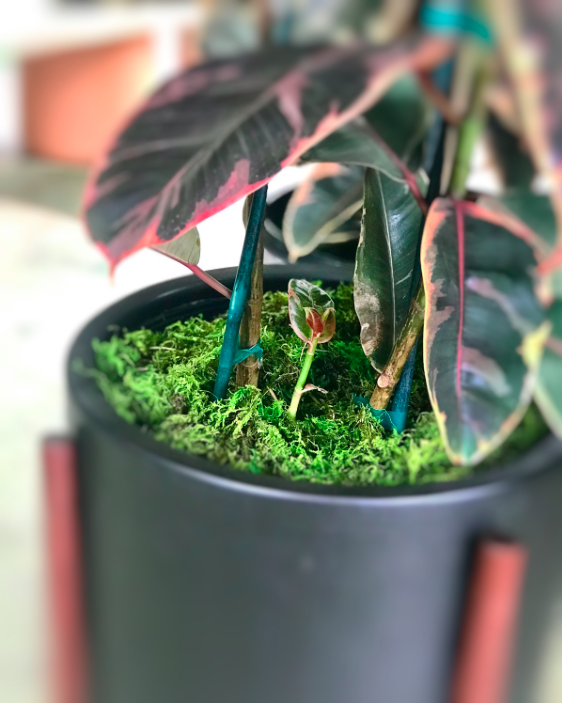 Pink Rubber Tree sprouting a new stem, photo credit: leonandgeorge.com