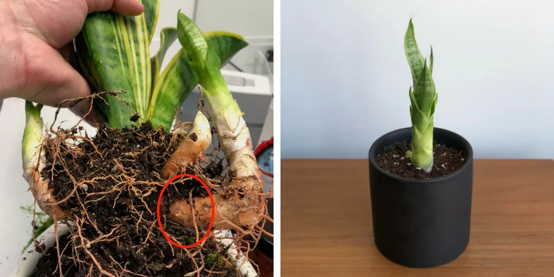Snake Plant division, photo credit: L&G plant parent David D.